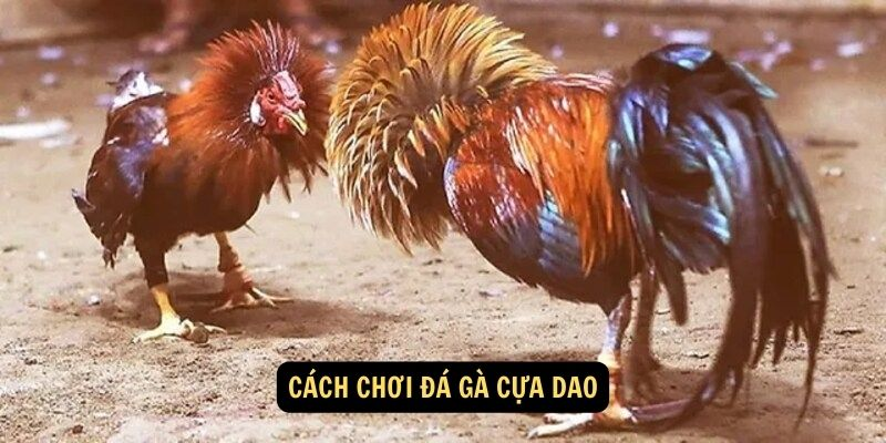 Chơi đá gà cựa dao sôi động, gay cấn tại địa chỉ cá cược